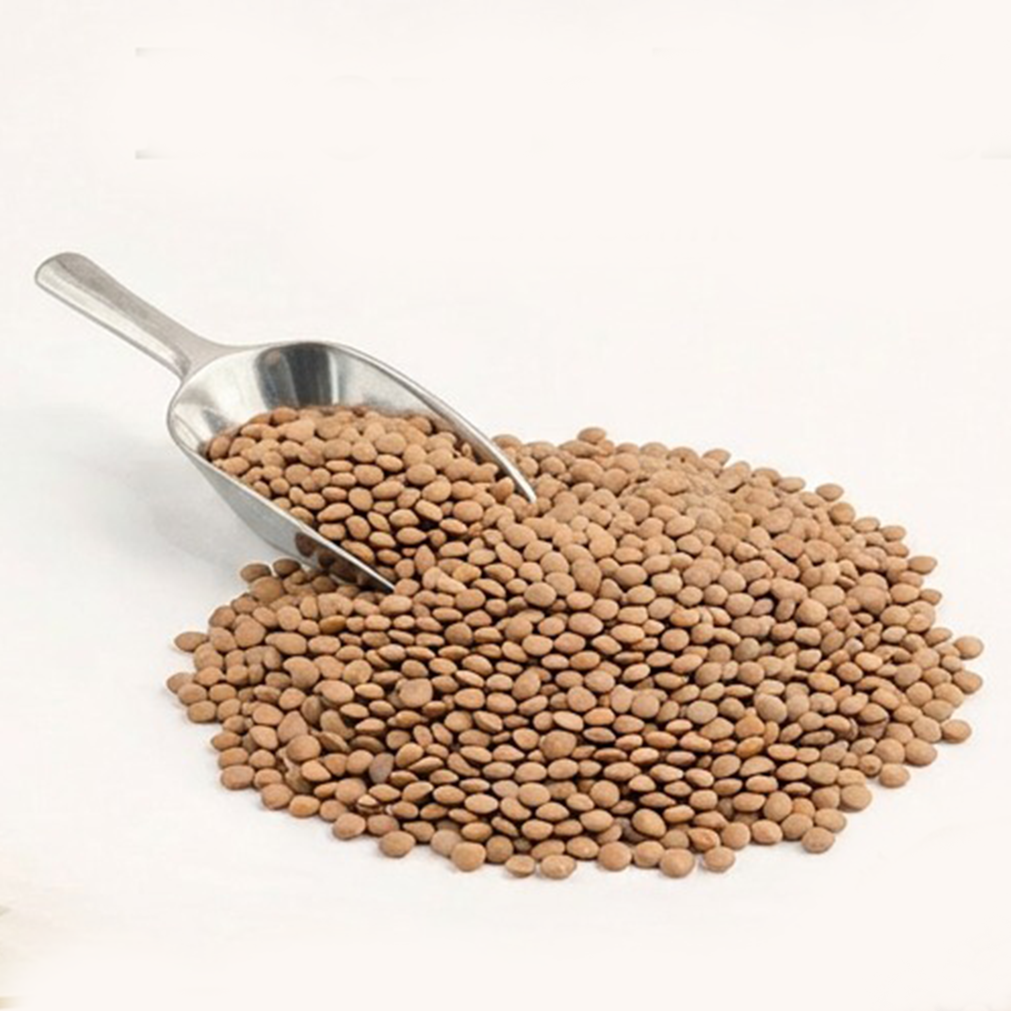 Brown Lentils